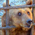 Медведям-пьяницам из Сочи нашли приют в Румынии