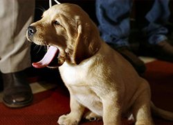 Лабрадор стал самой популярной породой собак в США