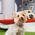 Samsung создал собачью будку за $30 тысяч