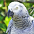 Жительница Щучина заплатила тысячу долларов за «бесплатного» попугая