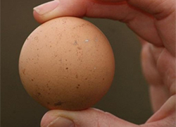 Британка продала идеально круглое яйцо за $741