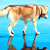 Прогулки по воде: фотограф показал собак, «опровергающих законы физики»