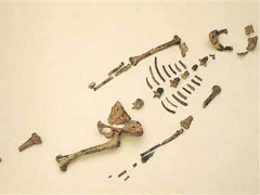 Ученые нашли в скелете Люси кость обезьяны