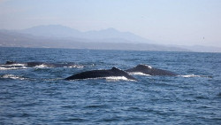 На побережье Австралии нашли уникального кита