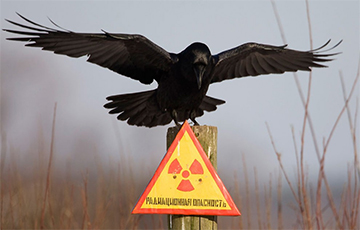 Чернобыльские территории постепенно переводят в разряд «чистых»