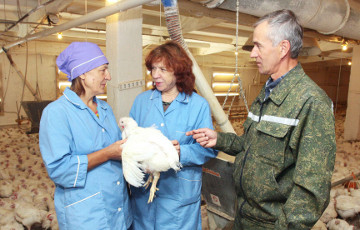 Рабочим Смолевичской птицефабрики в два раза понизили зарплату