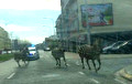На улицах Брюсселя полиция гонялась за тремя зебрами