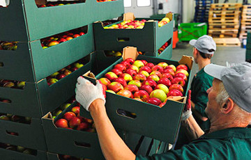 Из Беларуси в Россию не пропустили 130 тонн польских яблок