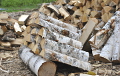Подросток из Украины заготавливал дрова на территории Беларуси