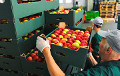 Россельхознадзор вернул в Беларусь 19 тонн «груш», которые оказались яблоками