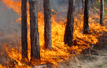 В Полесском радиационно-экологическом заповеднике был лесной пожар