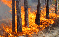 Под Осиповичами снова горит лес