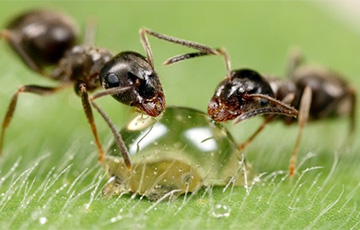 Ученые раскрыли секрет логистики муравьев
