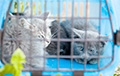 Минчане спасли замурованных в подвалах котов