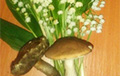 Фотафакт: У Баранавічах адначасова з ландышамі растуць падбярозавікі