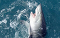 Британец поймал на крючок 180-килограммовую акулу