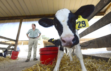 Евросоюз купит белорусскому фермеру 22 коровы