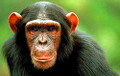 У Мінску навучылі маляваць двух шымпанзэ