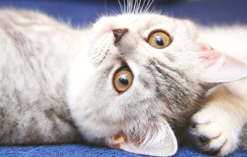 Ученые нашли способ общения с кошками при помощи глаз