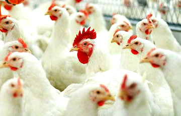 Россельхознадзор забраковал 19 тонн мяса птицы из Беларуси