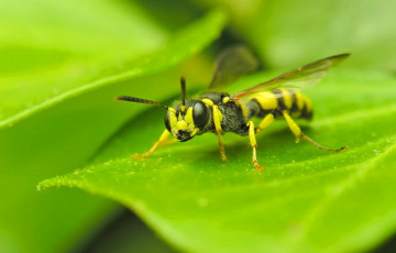 Wasps Attacked Kindergarten In Hrodna