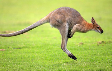 Сиднейские полицейские поймали кенгуру, скакавшего из гольф-клуба в консерваторию