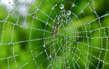 Британские ученые сравнили пауков с парусниками