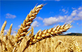 Украина экспортировала рекордные объемы зерна