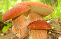 Ягод и грибов в этом году будет меньше обычного