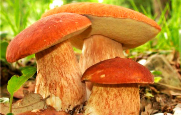Сельчанин нашел редчайший гриб весом в два килограмма