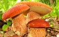 На Гомельских рынках уже появились свежие грибы