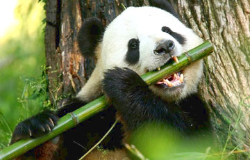 Ученые раскрыли секрет выживания панд на бамбуковой диете