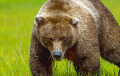 Bear From Belarus Travels To Lithuania For Three Hours