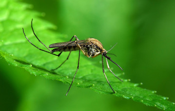 Ученые выяснили, как сделать человека невидимым для комаров