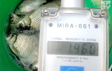 Молоко, грибы и рыба на Гомельщине по-прежнему «фонят»