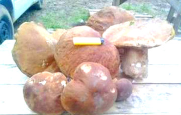 Под Могилевом собрали урожай грибов-гигантов