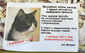 Cat Vitushka from Vitsebsk calls to boycott “elections”