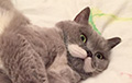 Кошка с необычными усами покорила «Инстаграм»
