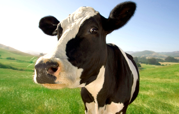 В хозяйствах Витебщины гибнут коровы: в их рационе — гвозди, проволока и шпагат