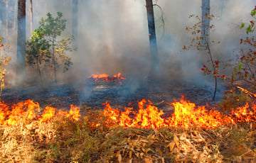 У чатырох абласцях Беларусі ліквідавалі лясныя пажары