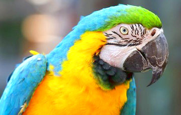 Ученые обнаружили у попугаев «третью ногу»