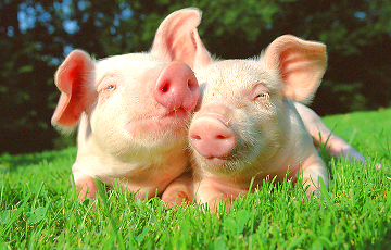 Власти одобрили строительство двух свинокомплексов за счет Северной Европы