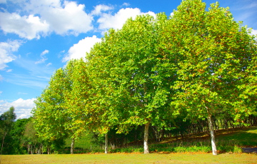 Ученые из Йеля подсчитали число деревьев на Земле