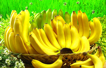 Лукашенко собрался выращивать бананы