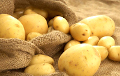 Жара может погубить урожай картофеля в Беларуси