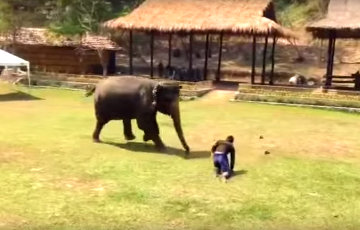В Таиланде слон попытался разнять дерущихся в шутку мужчин