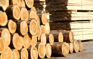 Расследование: лес из Беларуси и РФ продают в ЕС в обход санкций
