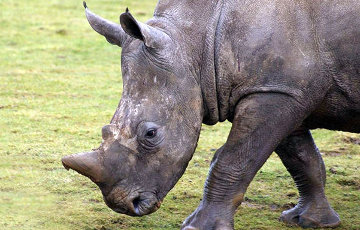 Видеохит: В Лимпопо слон устроил «песочные ванны» стаду носорогов