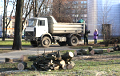 Центр Минска снова «зачищают» от деревьев