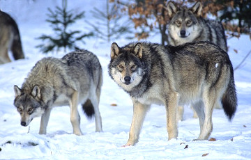 У волков нашли несколько десятков «языков»